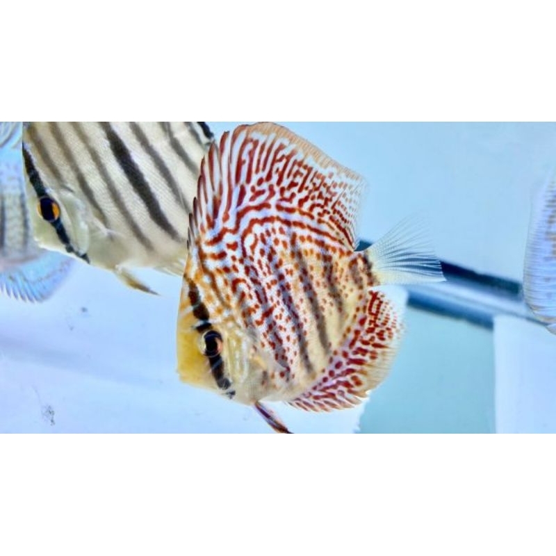 HB Red Leopard Discus Aquarium