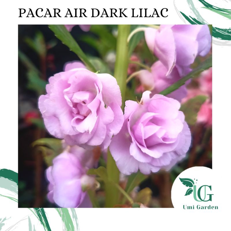 5 Biji Benih Bunga Pacar Air Impatiens Balsamina Dark Lilac Ungu Muda Tumpuk