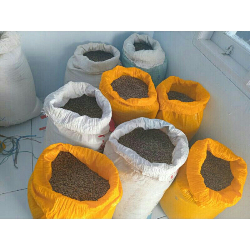 

Green Bean Robusta asalan Toraja Mamasa yang di tanam di atas ketinggian 1200Mdpl