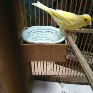 sarang burung kenari / sarang burung / sarangan burung / sarang burung kenari sumbu kompor