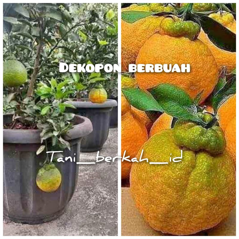 jeruk dekopon berbuah