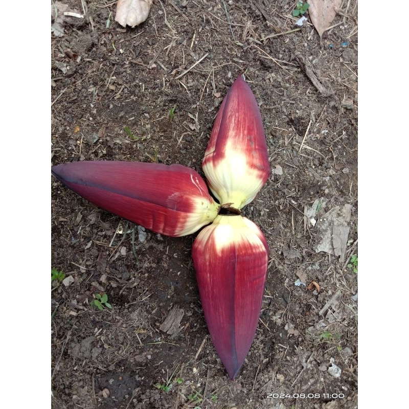 

Jantung pisang 1 buah