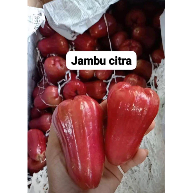 

jambu citra freshh