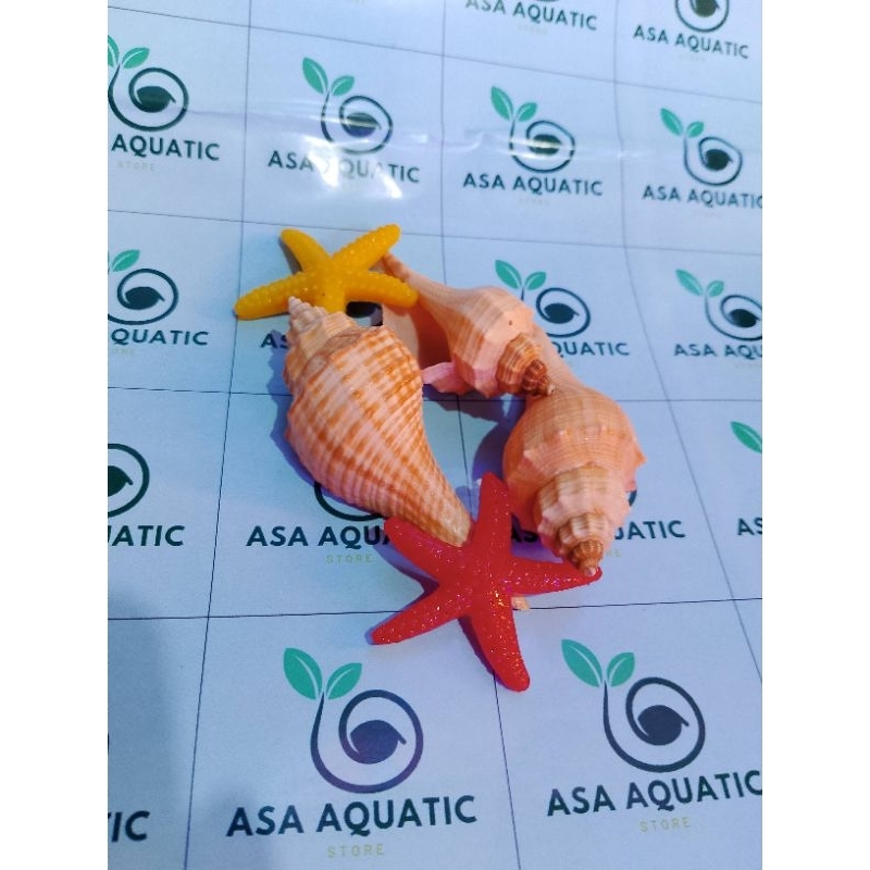 Hiasan kerang laut / bintang laut dekorasi Ornamen aquarium