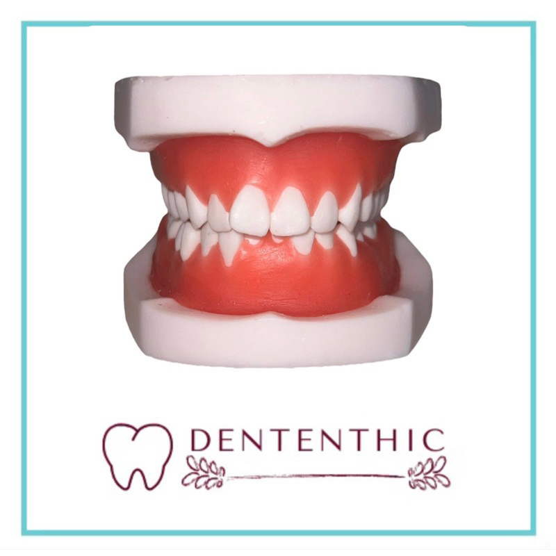 Dental Typodont Model Gigi Ortho