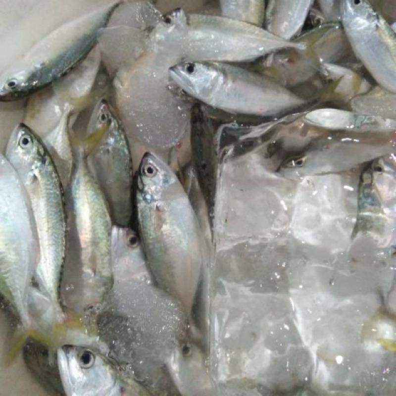 

ikan kembung puket fresh 1 kg/ ikan kembung cewe/ ikan kembung gepeng fresh