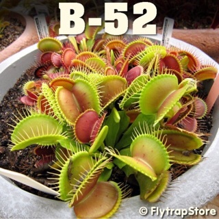 VFT B52 Tanaman Karnivora