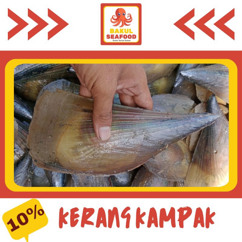 

KERANG KAMPAK