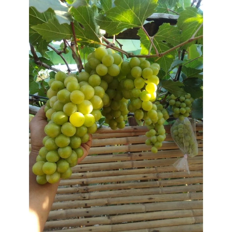 bibit anggur import Tamaki