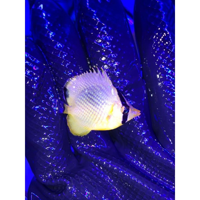 

ikan kepe nanas air laut