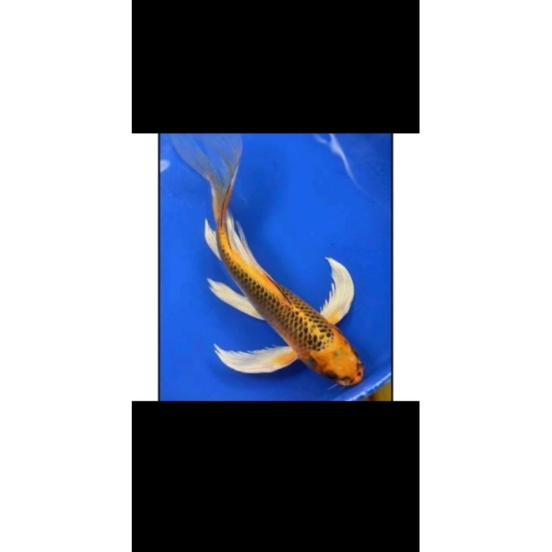 koi slayer kumpay 15-20cm