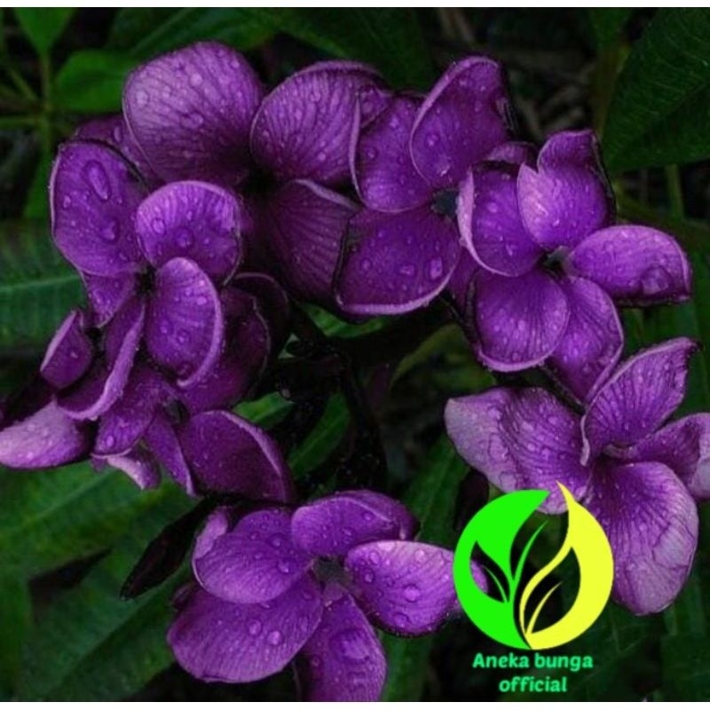 Pohon Kamboja Bali bunga ungu stard - tanaman hias Kamboja Bali tinggi sampai 1meter