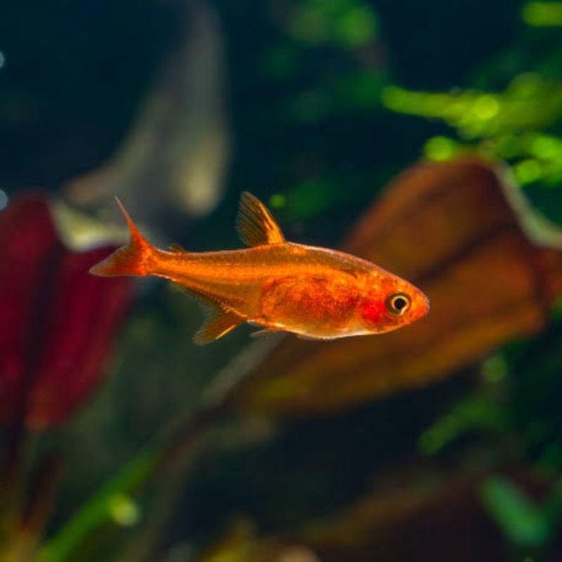 Amandae - hiasan aquascape