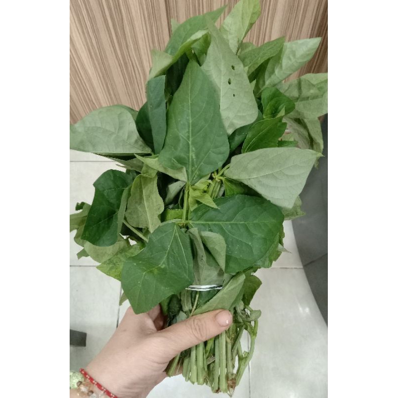 

Daun Kacang