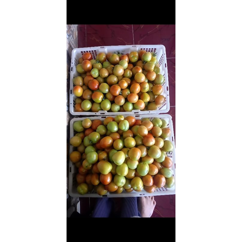 

tomat fresh