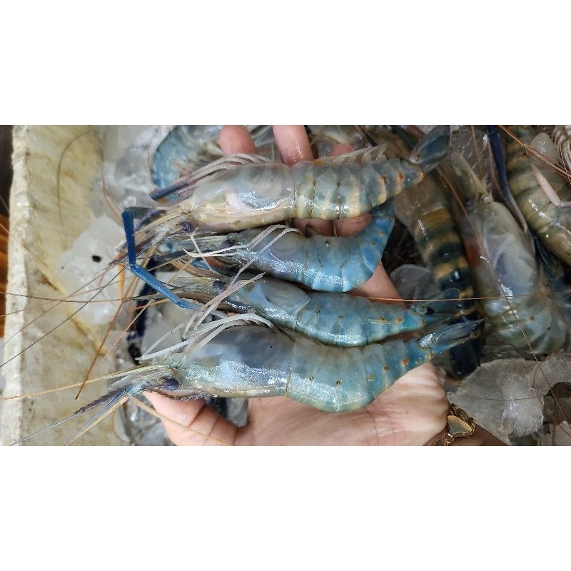 

UDANG GALAH KECIL 500GRAM