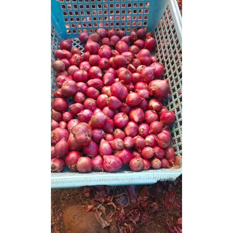 

Bawang merah