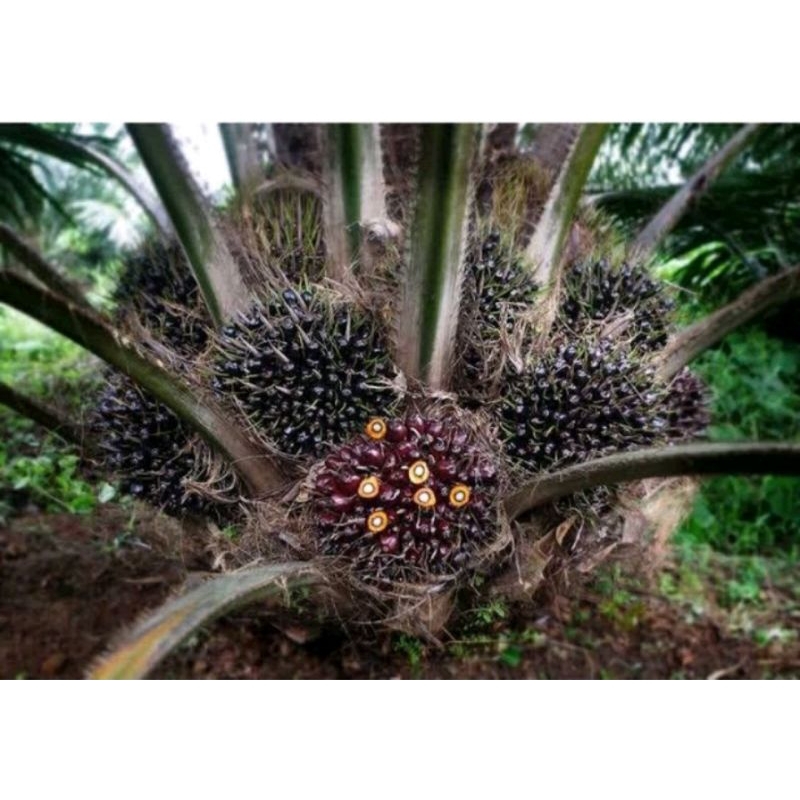 DxP COSTARIKA BENIH BIBIT SAWIT UNGGUL KOSTARIKA ORIGINAL SERTIFIKAT