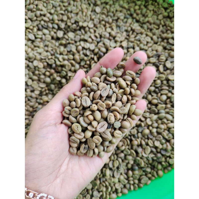 BIJI KOPI MENTAH ROBUSTA  ASALAN BIJI KECIL