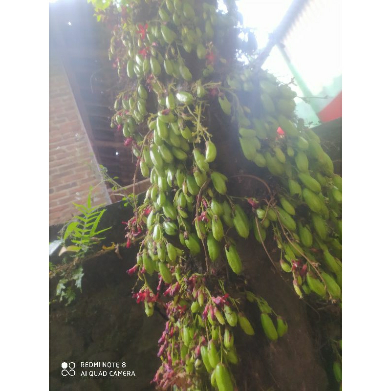 

belimbing wuluh Di petik DADAKAN belimbing sayur 250gr