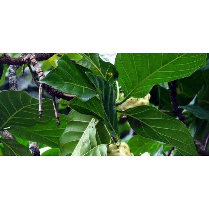 

Daun mengkudu segar 250 gram