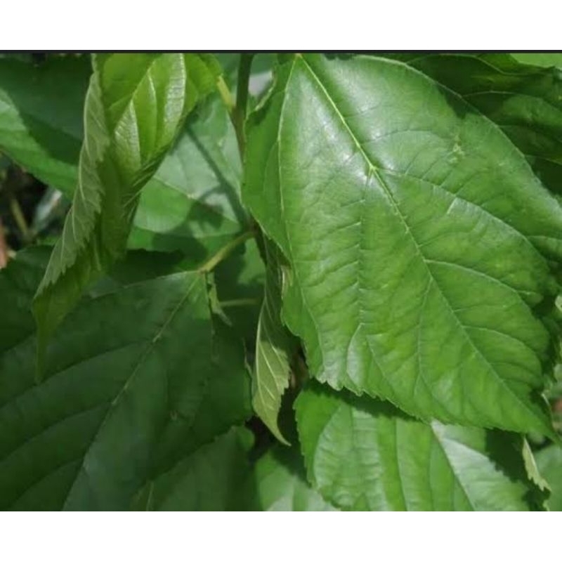 

Daun murbei 50 - lembar daun mulberry babasaran