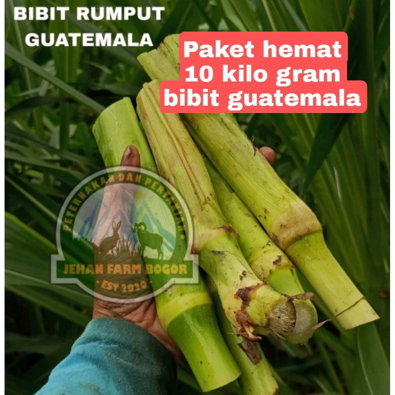 bibit rumput Guatemala  10 kg bibit Guatemala super