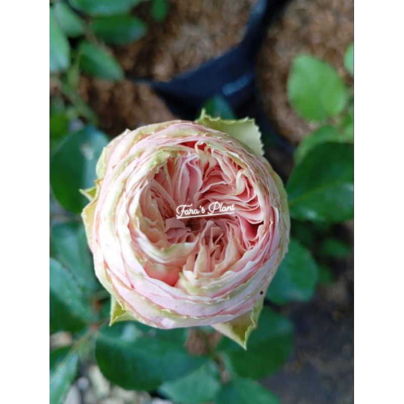 Mawar import charming piano