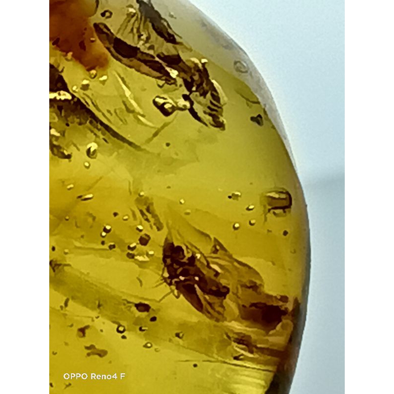 AMBER INSECT AMBER COLLECTION BURMITE bonus polesh amber dan pendant amber sumatera