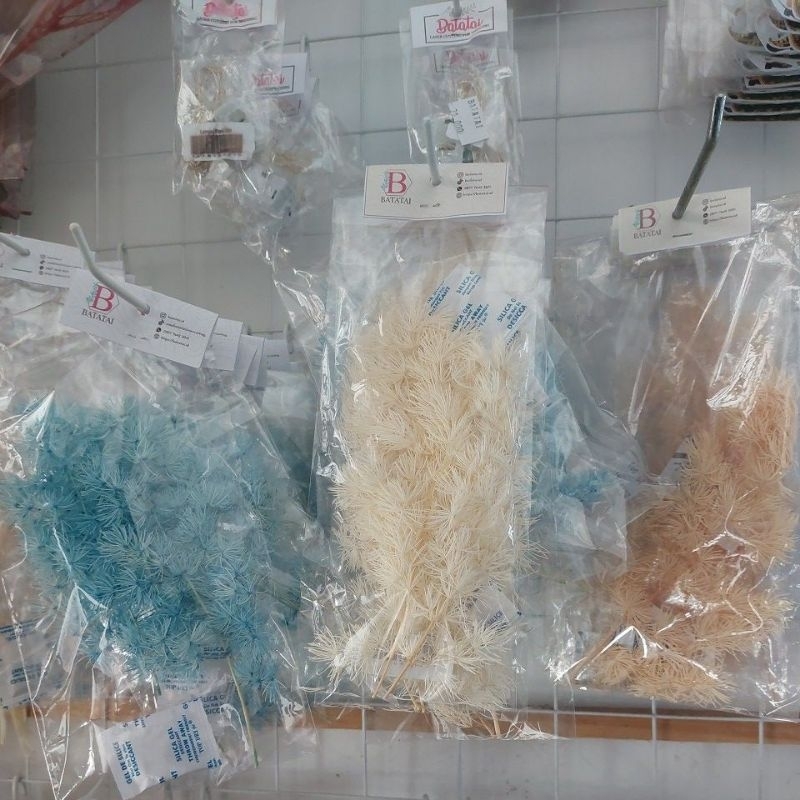 Daun Asparagus Bintang