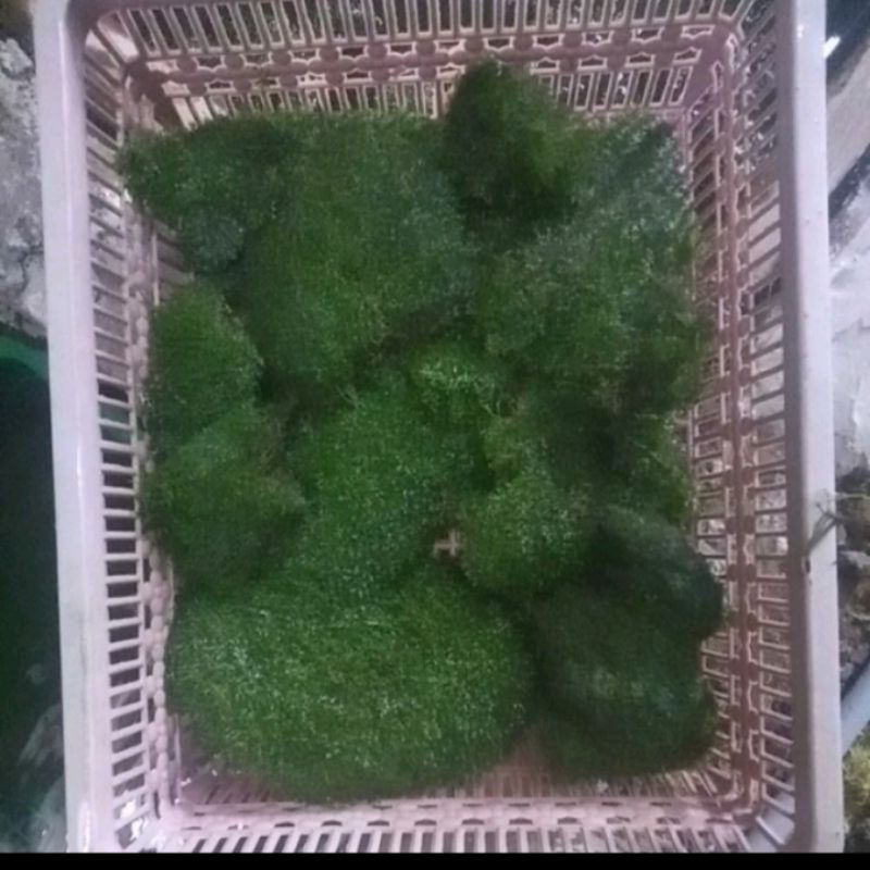 Ricardia moss perkeranjang