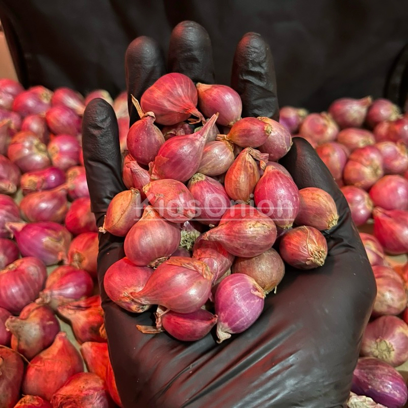 

Bawang Merah Brebes Segar Ukuran Kecil Sedang