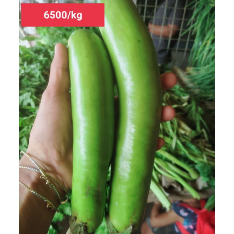

Terong hijau seger seger