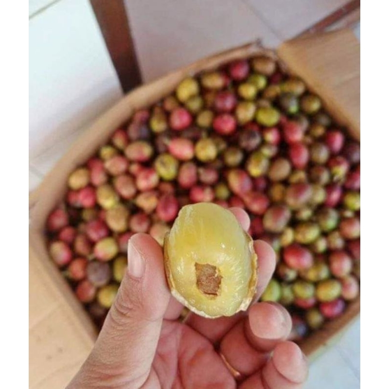 

buah matoa buah tiga rasa / ready