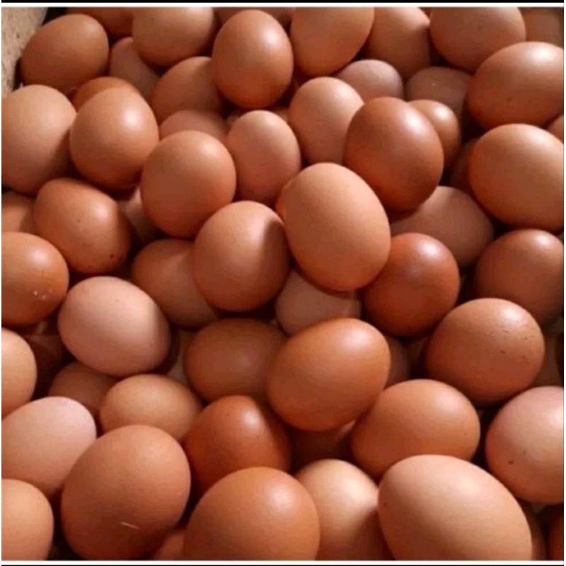

telur ayam beras 1 papan