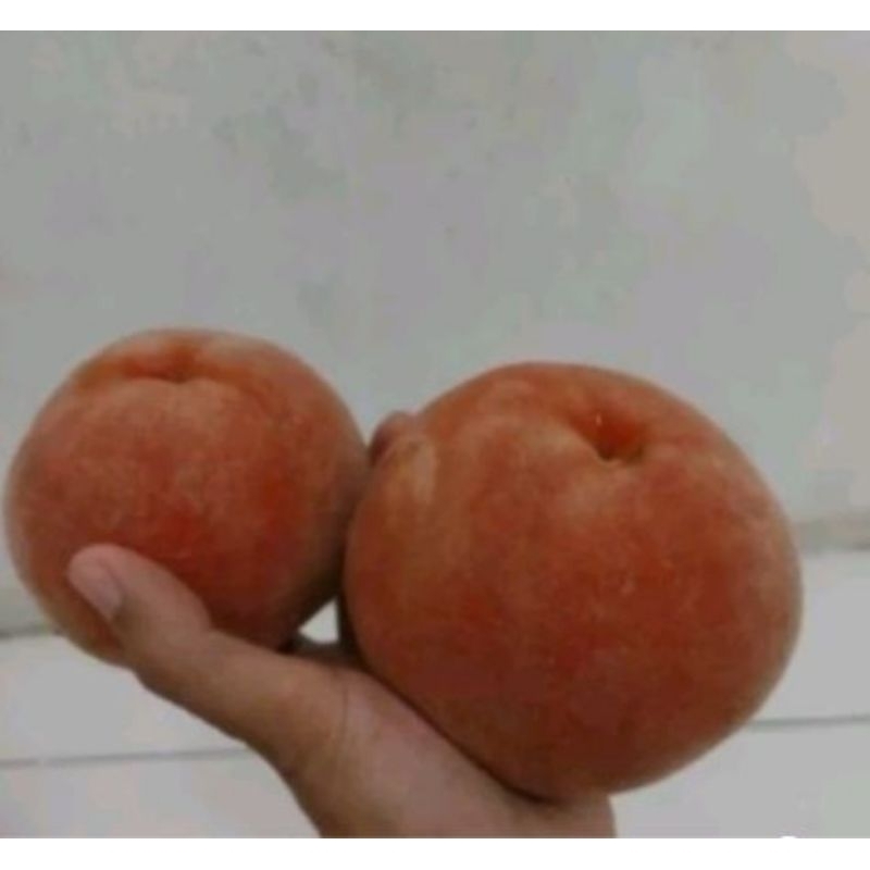 

Buah bisbull atau samolo paket hemat 4kg