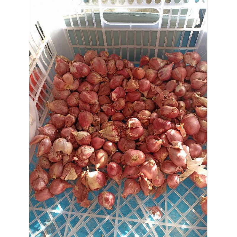 

Bawang Merah