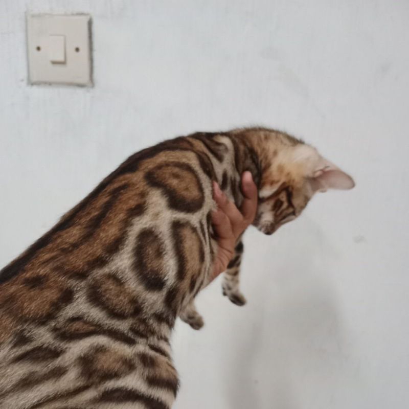 Lukisan kucing bengal