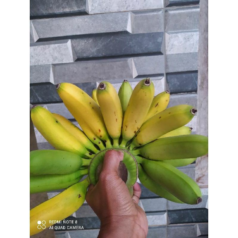 

PISANG EMAS/ PISANG EMAS ASLI/ PISANG EMAS KIRANA/ PISANG EMAS 1 SISIR