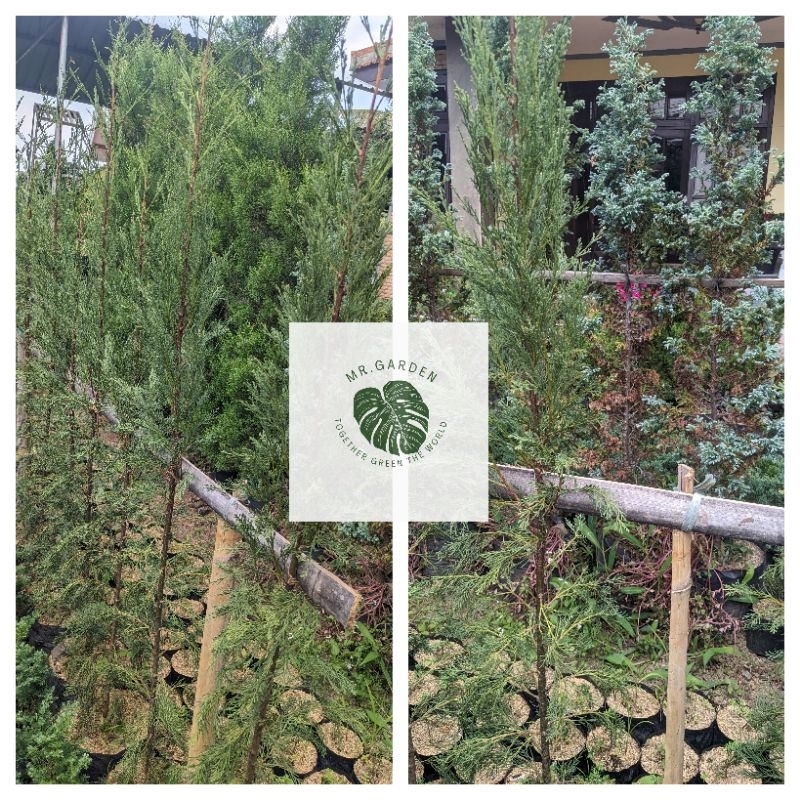 pohon cemara lilin 1 meter