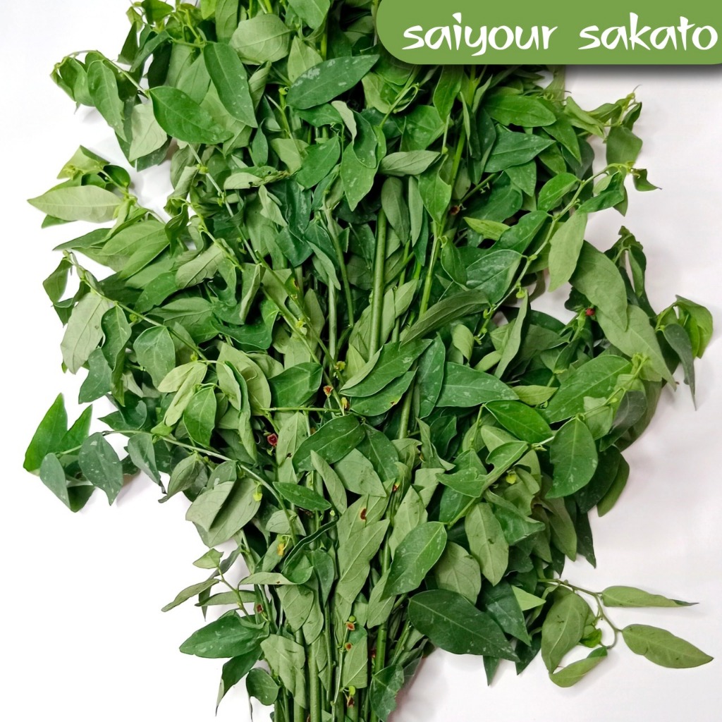 

Daun Katuk Per Ikat -Saiyour Sakato