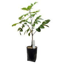 Bibit Kelengkeng Trubus, Bibit Kelengkeng Unggul, Bibit Kelengkeng Yang Bagus