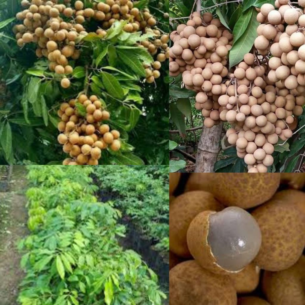 Pohon Kelengkeng Kecil, Pohon Kelengkeng Kecil Sudah Berbuah, Pohon Kelengkeng  Kristal