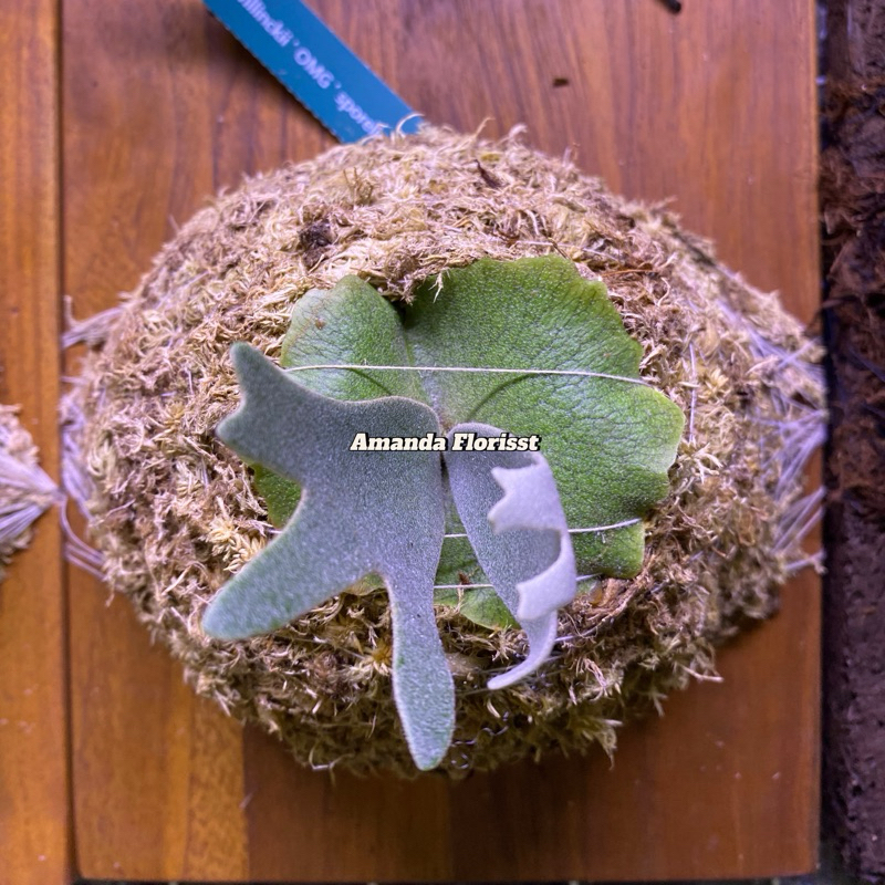 Platycerium Wilinckii OMG Original SESUAI FOTO COLLECTOR ITEM