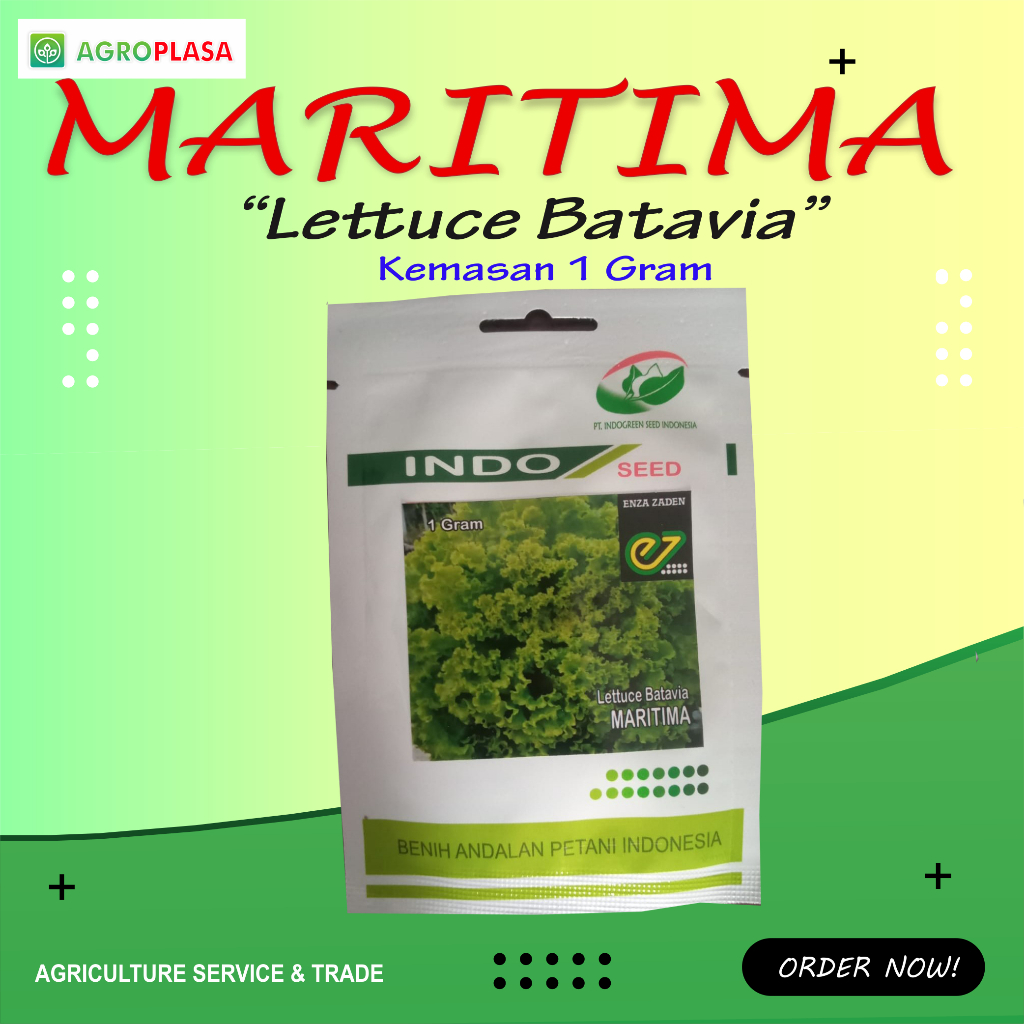 Benih Lettuce Batavia Maritima - Indo seed