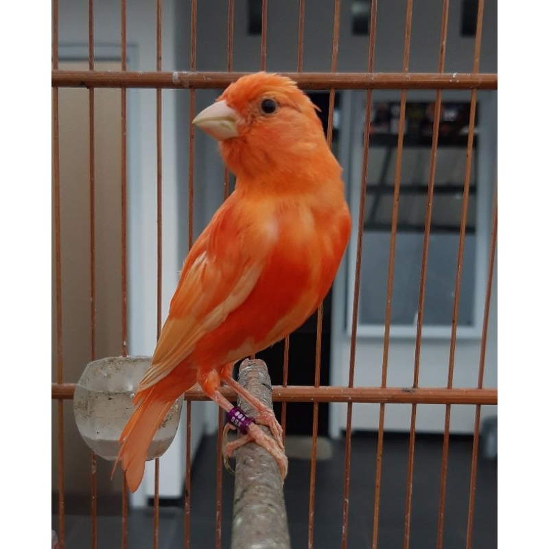 KENARI MERLOK BAHAN REMAJA MITASIAN JANTAN BETINA READY