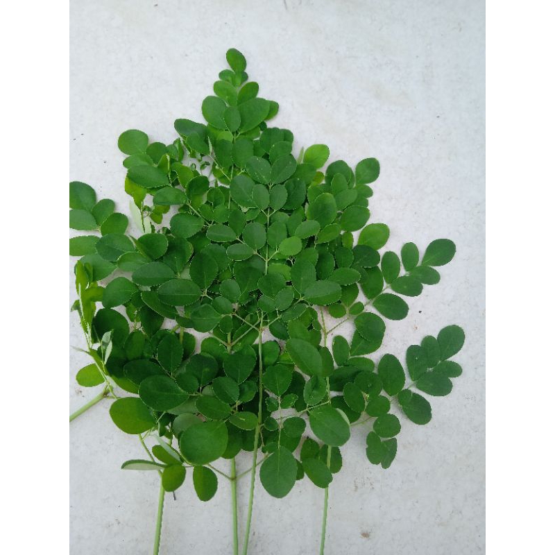 

Daun Kelor Segar Dipetik Ketika akan dikirim 100% original Per ikat