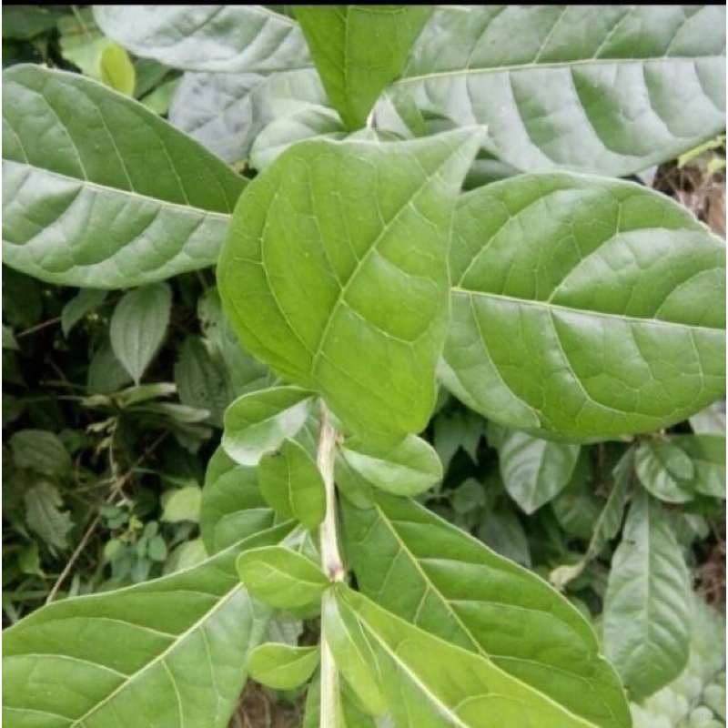 

Daun Herbal Maja Mojopait Daun Segar