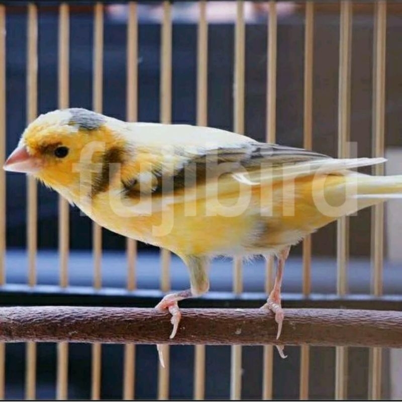 KENARI LOPER BAHAN JANTAN PILHAN