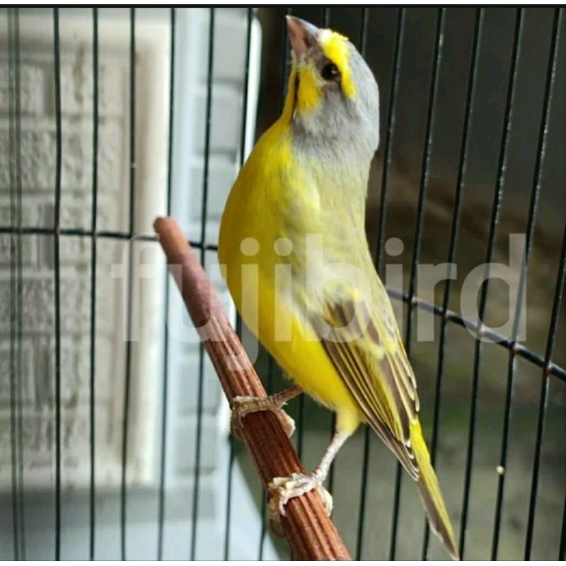 BURUNG MOZAMBIK AFRIKA JANTAN IMPORT